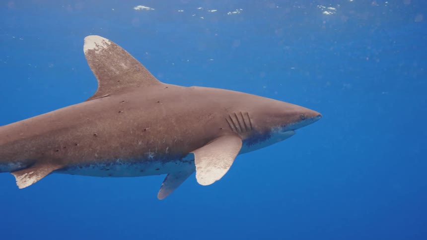 Shark swimming in a blue sea