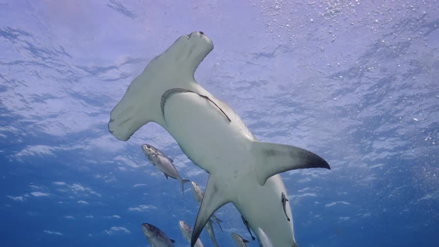 Hammerhead shark swallows a fish while other fish swim around it in the ocean