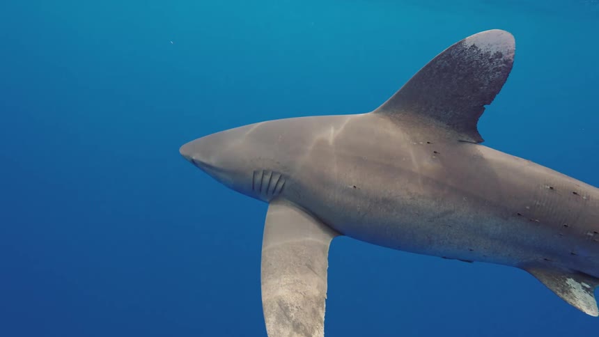 Oceanic whitetip shark swimming in blue water