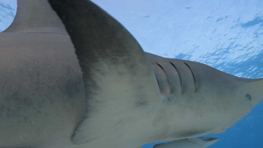 A great hammerhead shark gracefully swims in the water