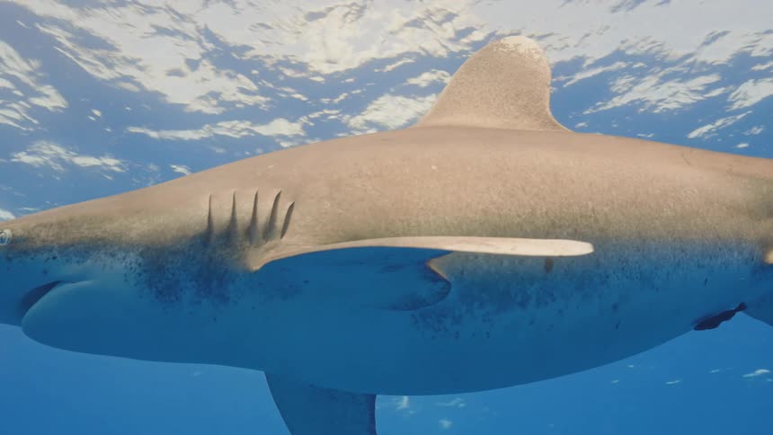 A shark swims underwater as sunlight shines from above