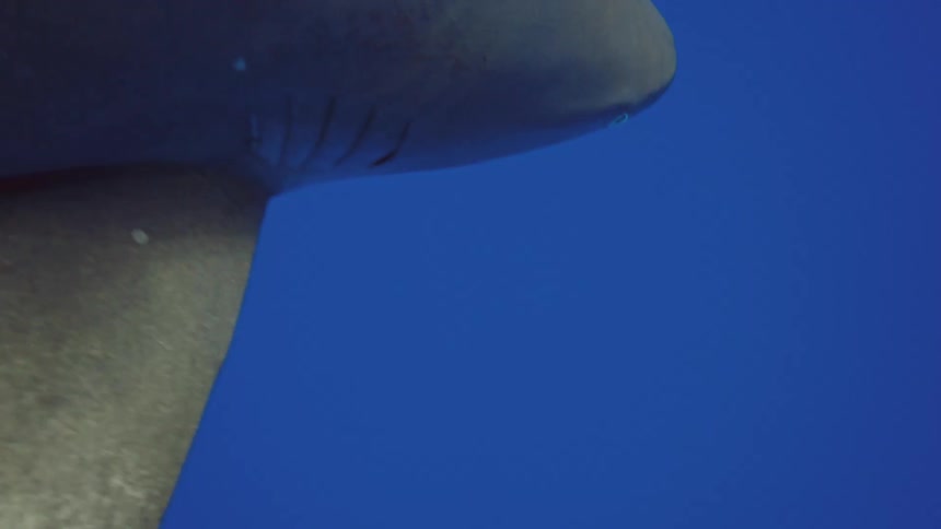 Great white shark swimming in the ocean