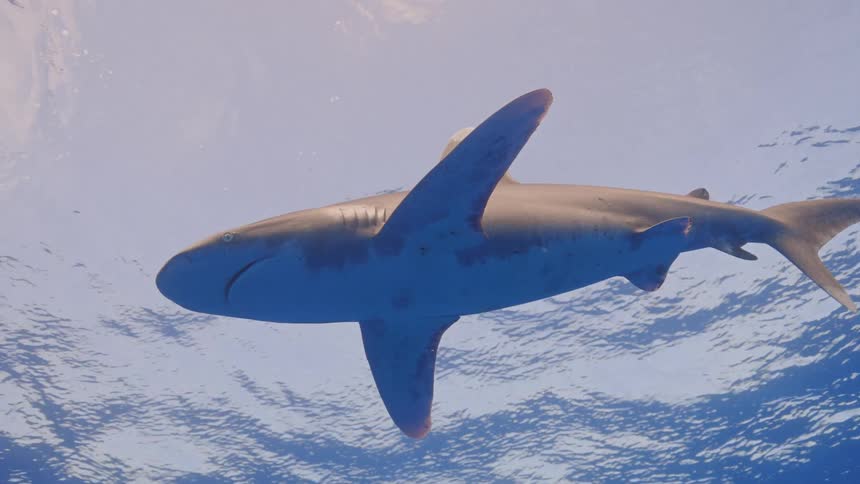 A shark swims near the surface as sunlight shines from above