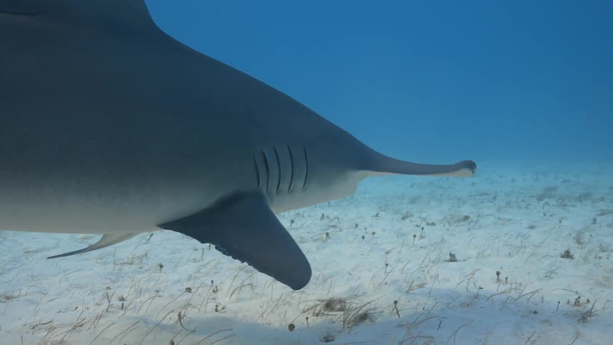 Hammerhead shark swims above white sand ocean floor in bright blue water