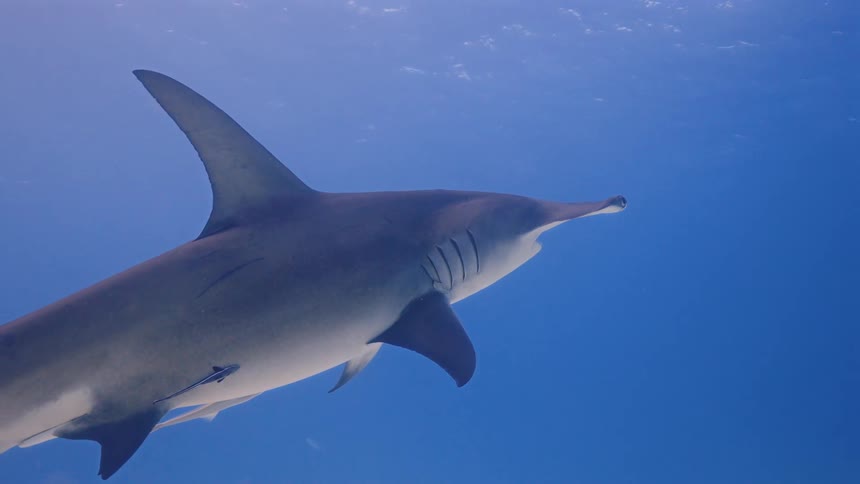 Hammerhead shark swimming through bright blue water in the sunlight