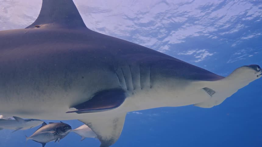 A hammer shark swims underwater with smaller fish