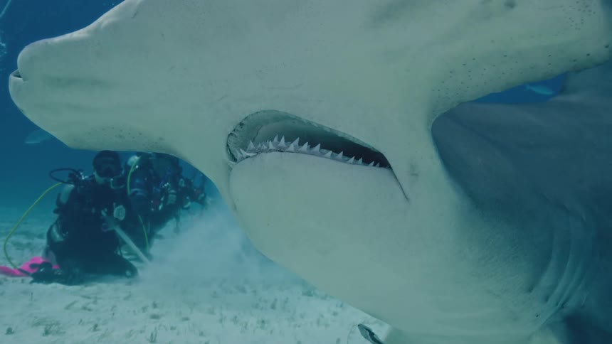 Hammerhead shark swimming underwater on the ocean close to the ocean bed during day time
