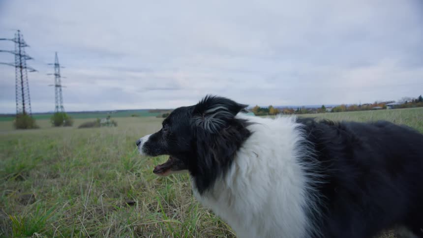A blackandwhite dog barks in a rural grassland on an autumn day