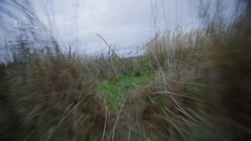 Running through tall grass on a cloudy day from a small animals point of view