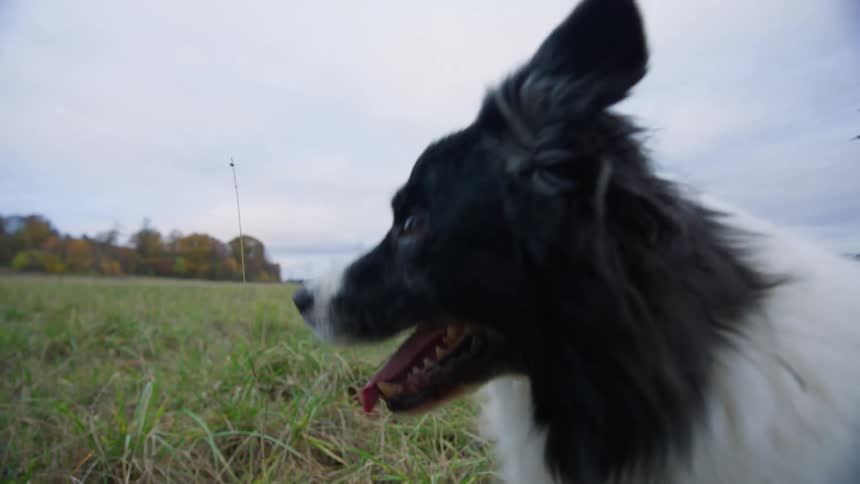 Border collie being trained in an open grass field at a park