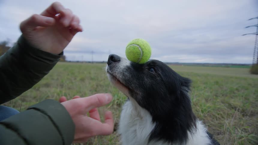 Man outdoors playing with a dog and a ball during day time