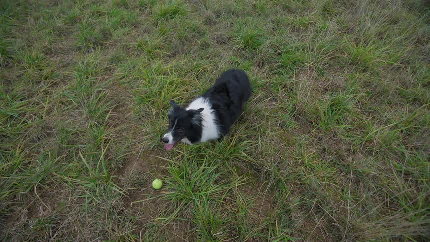 Border collie dog playing with a ball outdoors during day time