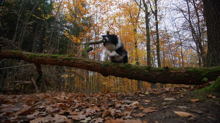 A black and white dog gallops through fall leaves and leaps over a fallen tree