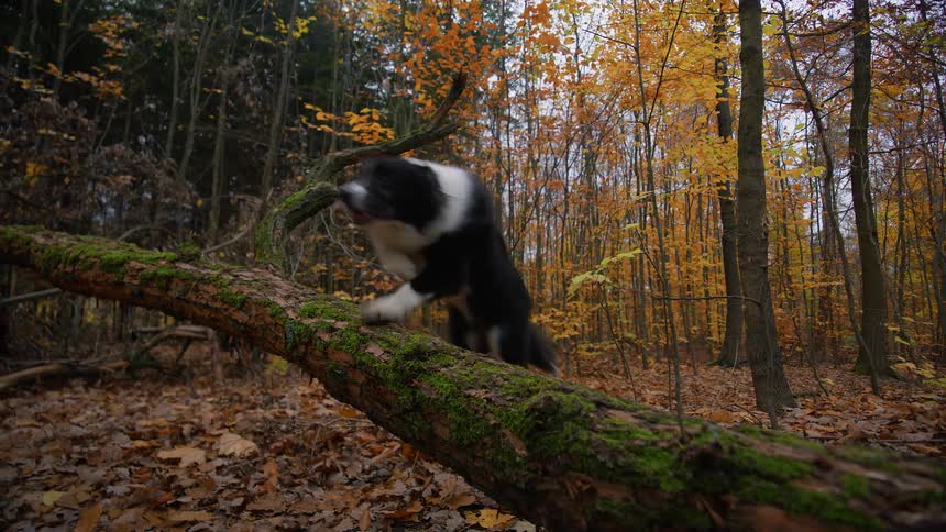 A dog runs through the woods and leaps over a fallen tree