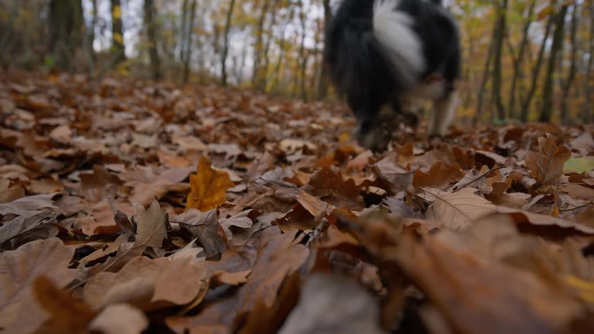A dog playing with a tennis ball and running through dead leaves in the woods in the fall close to dusk