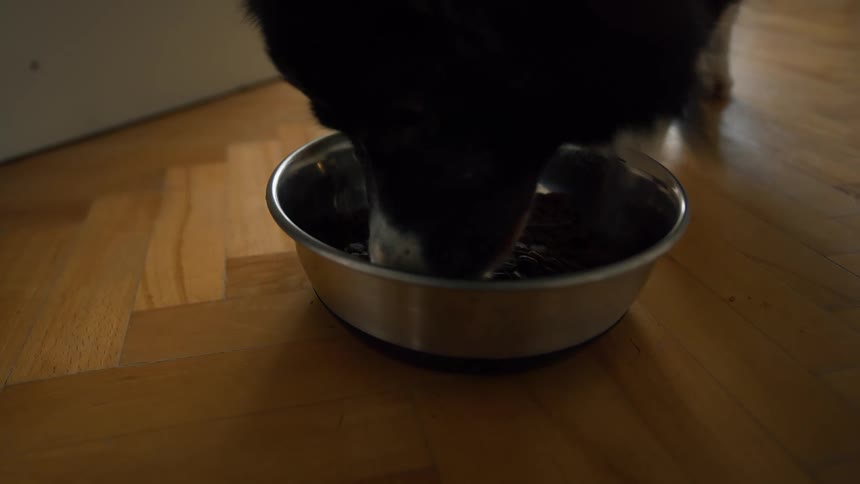 Close up of a dog eating from a bowl at home