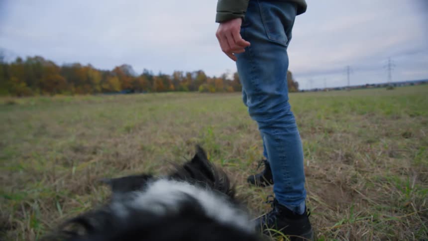 Pov of a dog walking on the countryside