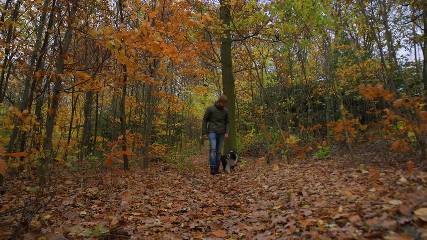 A man walks with his dog through a forest with trees in bright fall colors