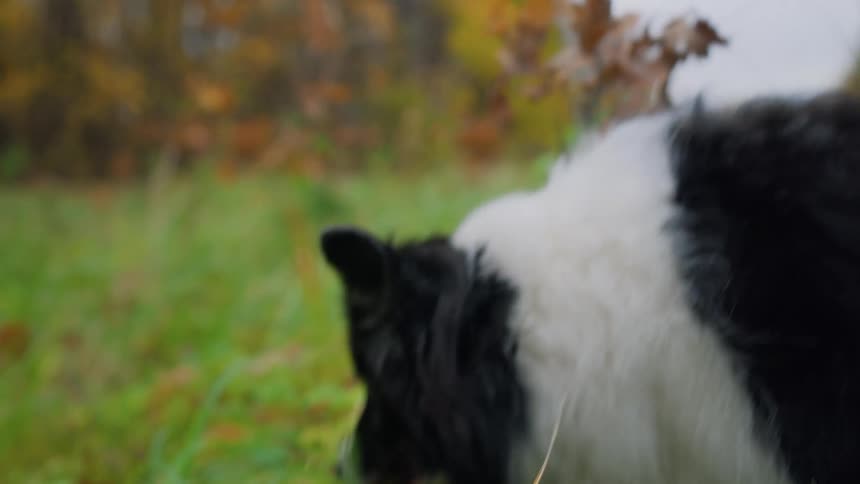 Closeup of a dog eating a treat in the middle of a field