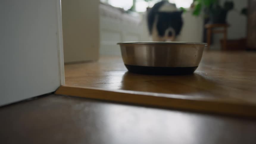 Black and white dog rushes to food bowl and starts eating