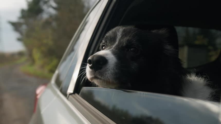 A dog with his head out of a cars window as it drives down a road