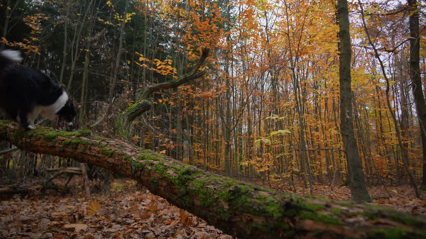 Dog climbing up a fallen tree trunk in a forest filled with orange leaves