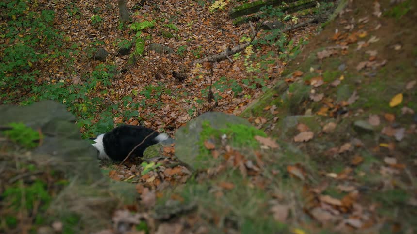 Dog descending a rock and fetching a tennis ball then bringing it back