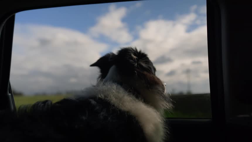 A dog is looking out the car window