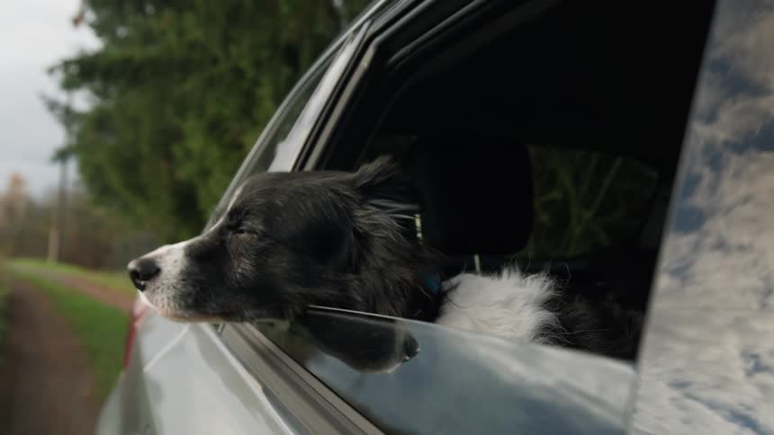A small black and white dog looks out the car window while on a trip in a rural area