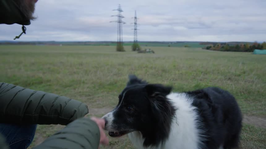 A black and white border collie begs a man in a black jacket for a tennis ball then runs off into a field with the ball