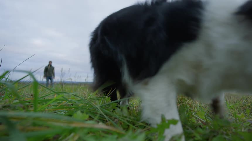 Man throws a tennis ball for his black and white dog to catch in a grassy field