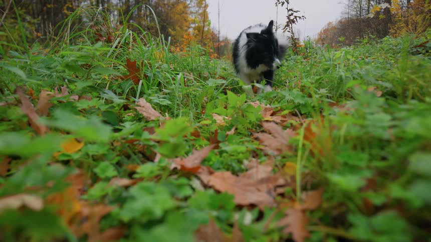 A dog is trotting along a grassy path when it stops to sniff and stares upward on an overcast fall day