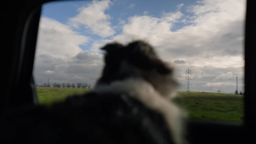 A dog looks out of a car window while driving through the countryside