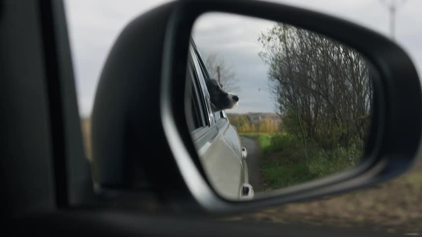 Dog in a car with its head out of the window seen through the cars rearview mirror