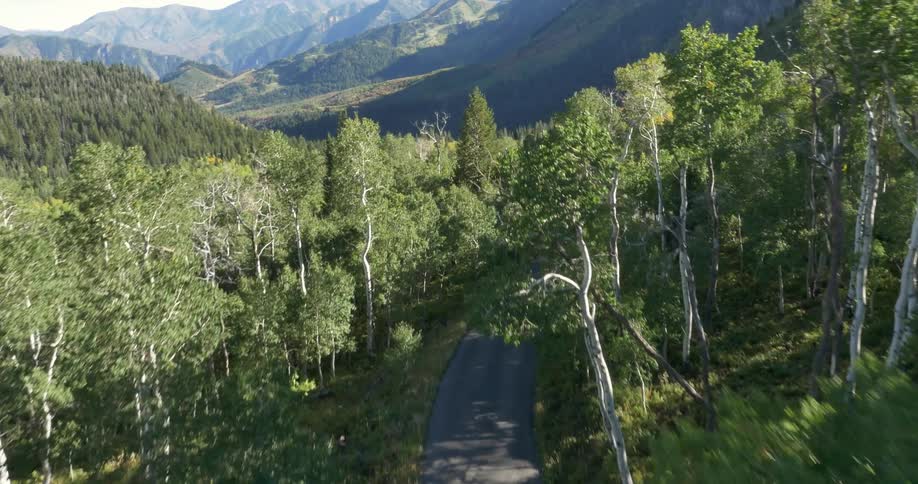 A man balances on a motorcycle in a forested area