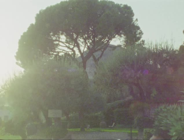 Footage of trees in a neighborhood is displayed