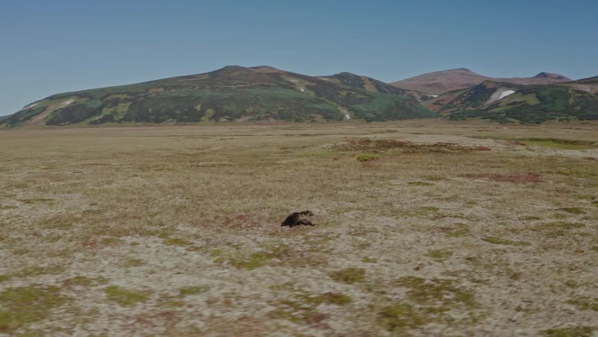 Aerial view of a bear running on the plains