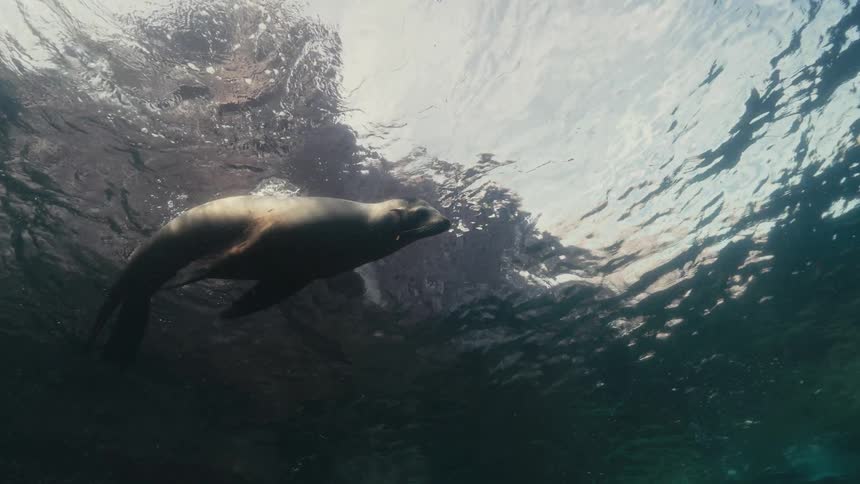 View from inside the sea of a sea lion near the surface