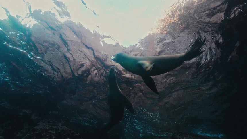 Sea lions kissing underwater