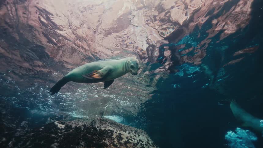 Sea lions in the water diving