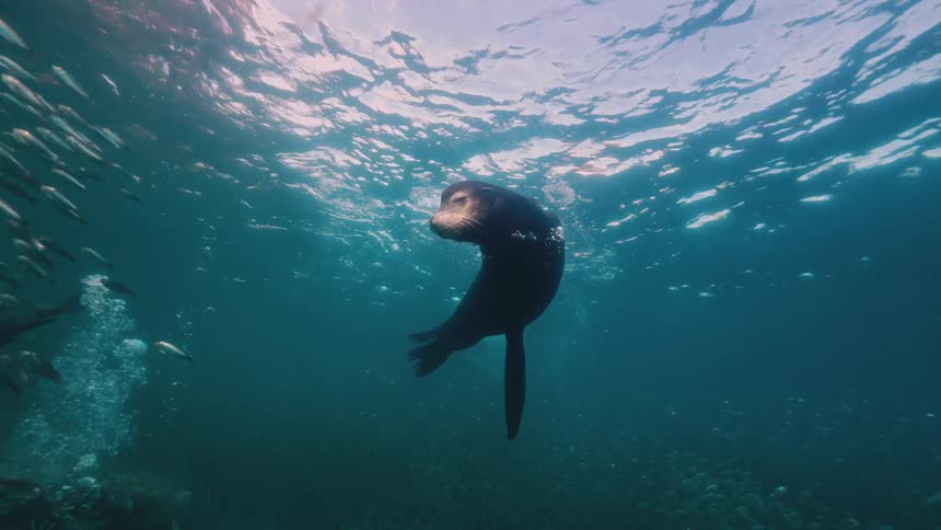 Sea lion swimming among fish in crystalclear waters with sunlight reflections