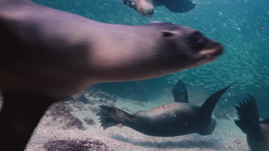Sea lions and fish swimming in an aquarium with sunlight reflections