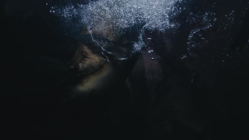 Sea lions swimming underwater at night