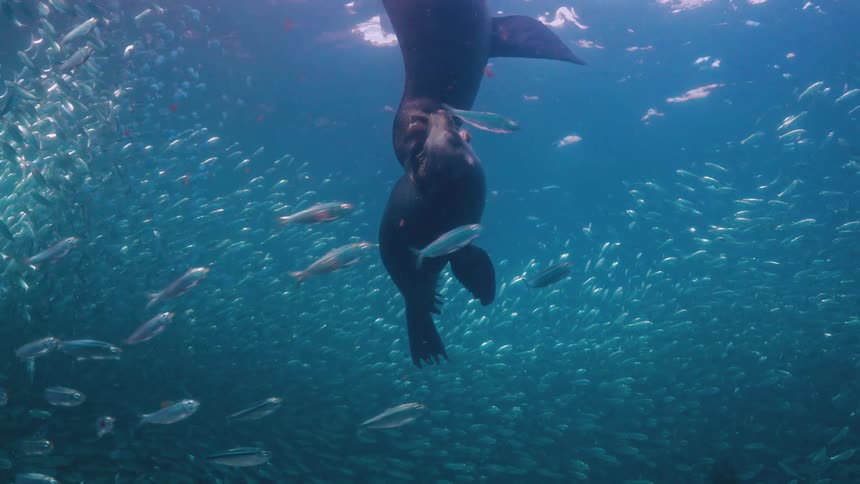 Sea lions playing among schools in the sea