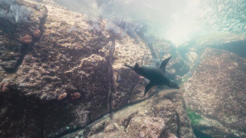 A seal swims with a school of fish