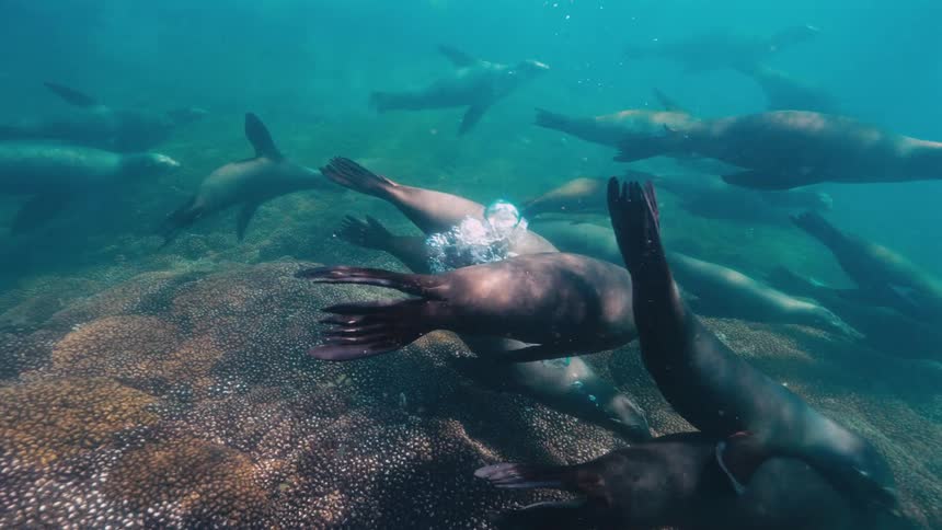 Fish swimming underwater at midday