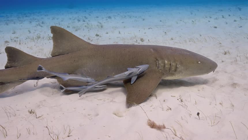 A shark swimming at the bottom of the ocean with fish around it