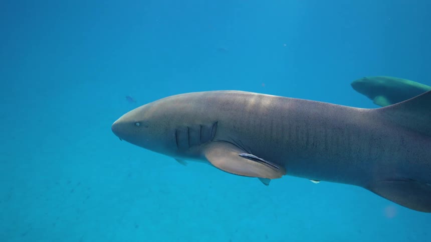 A shark swimming under the sea