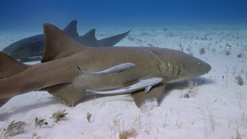 Sharks swimming at the bottom of the ocean