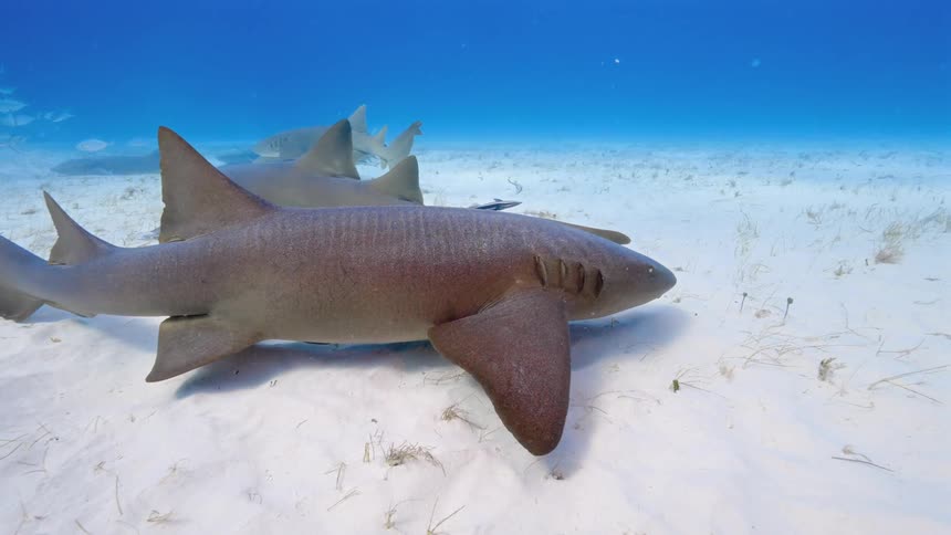 Sharks swimming among fish beneath the sand in the depths of the sea